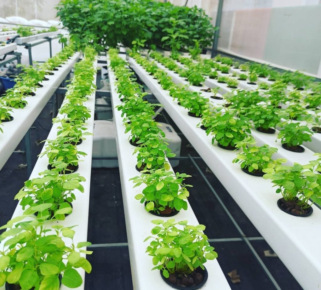 hydroponic farm infas infinity farming solutions 